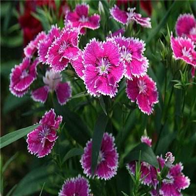 乐发彩票app下载